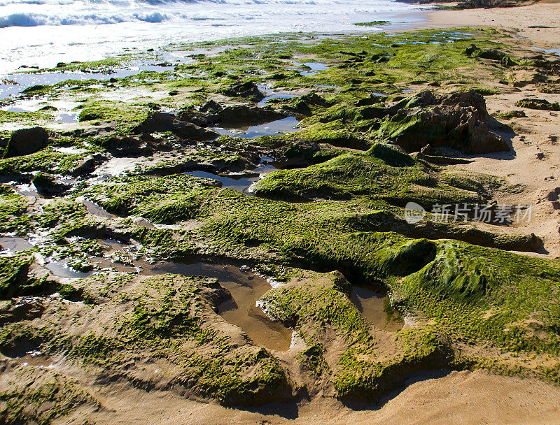 澳大利亚维多利亚州莫宁顿半岛Rye Back海滩，海藻岩石